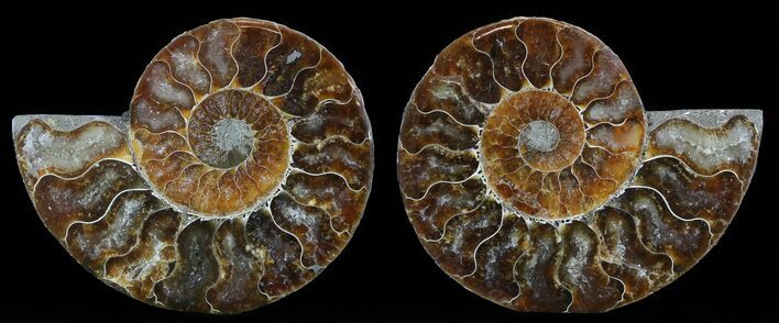Polished Ammonite Pair - Agatized #51743